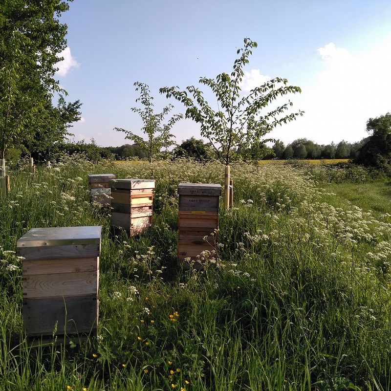 Apiary with cherry blossom